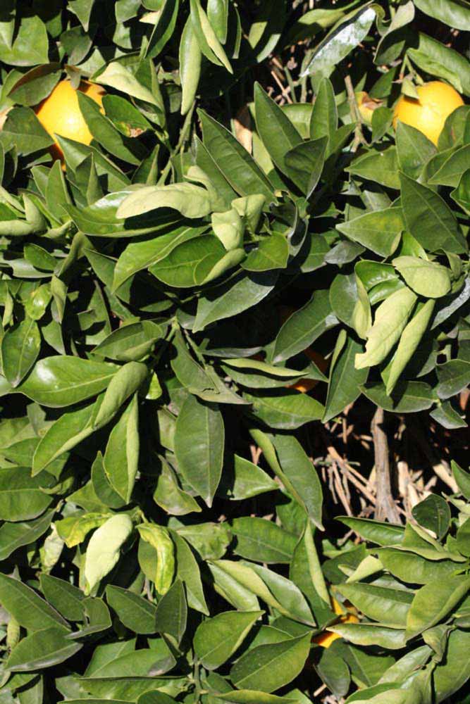            Sun leaves (Riverside, CA)   